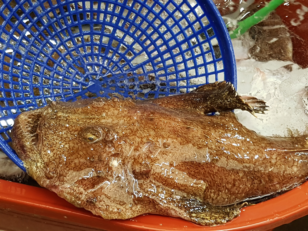 통영케이블카미륵산서호시장서피랑 (25).jpg