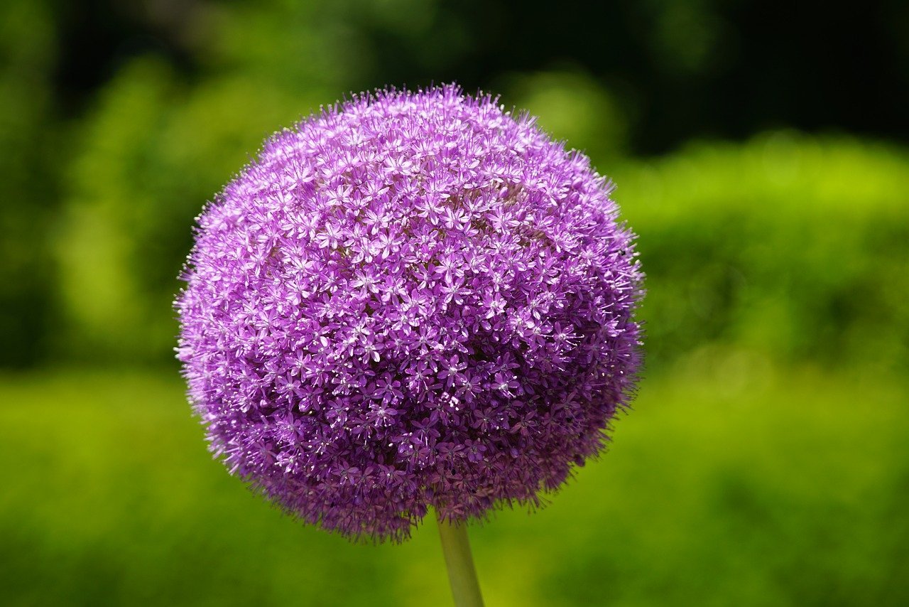 allium-8108318_1280.jpg
