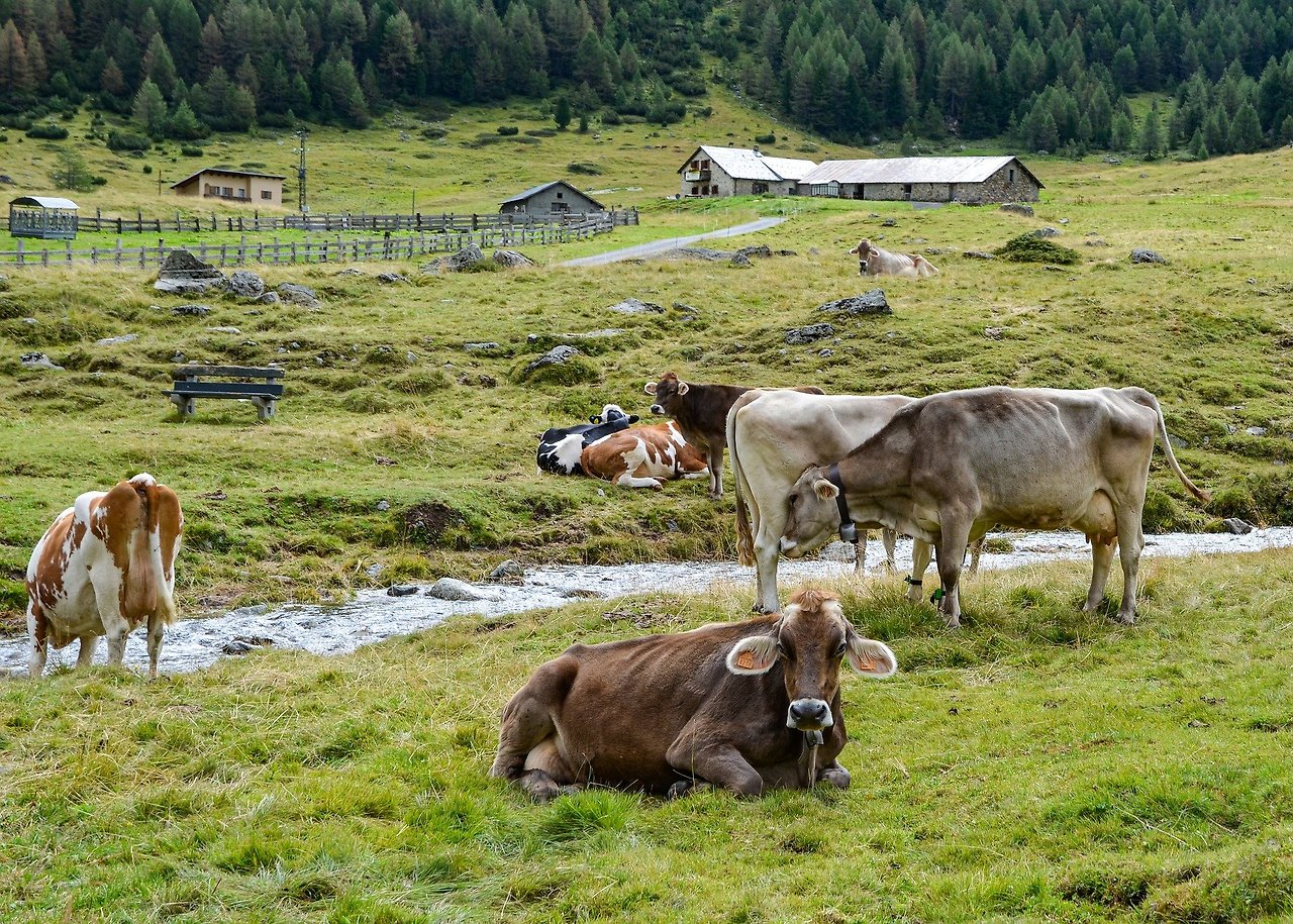 cows-gae7a25963_1920.jpg