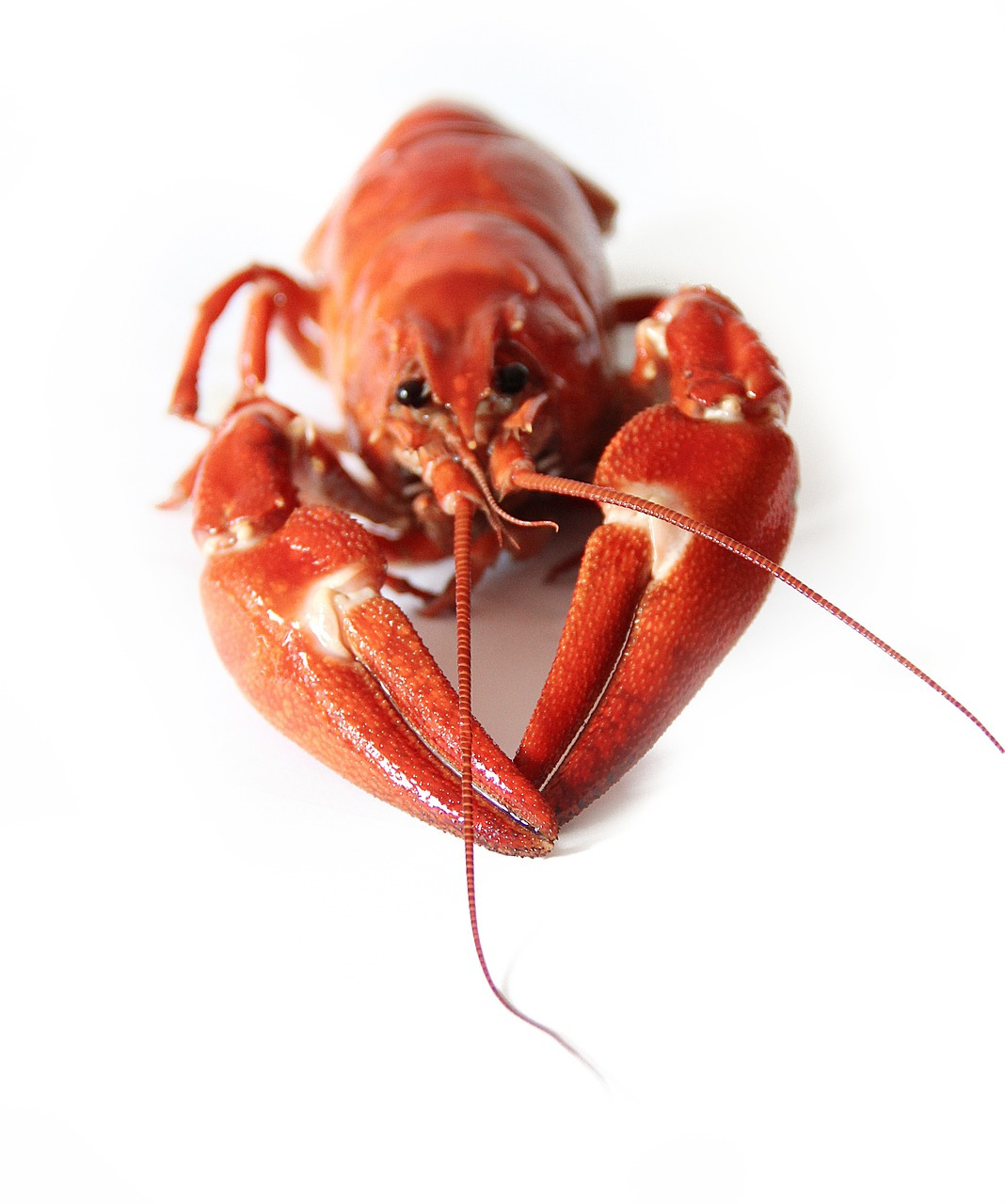 crayfish-423250_1280.jpg