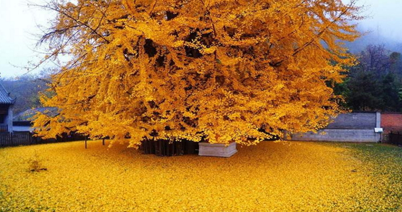 용문사은행나무_인사이트 출처.jpg