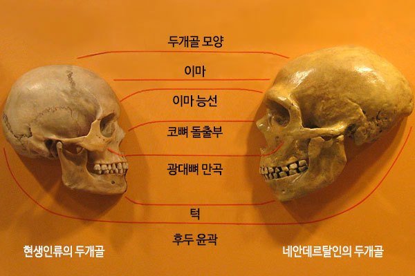 네안데르탈인 호모사피엔스 두개골 비교 _ 출처 에듀넷.jpg