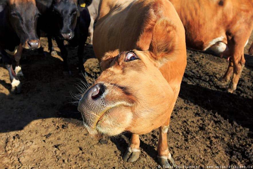 guidetoiceland is 출처.jpg