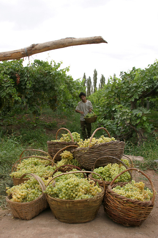 투루판포도_Daniel Bock_flickr.jpg