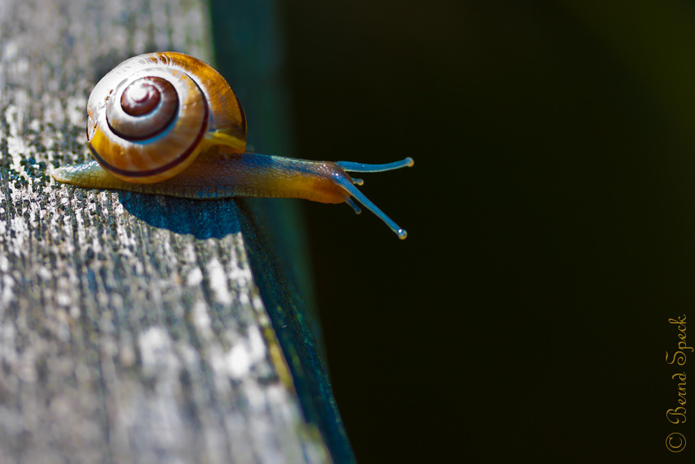 crossing the border explore.jpg