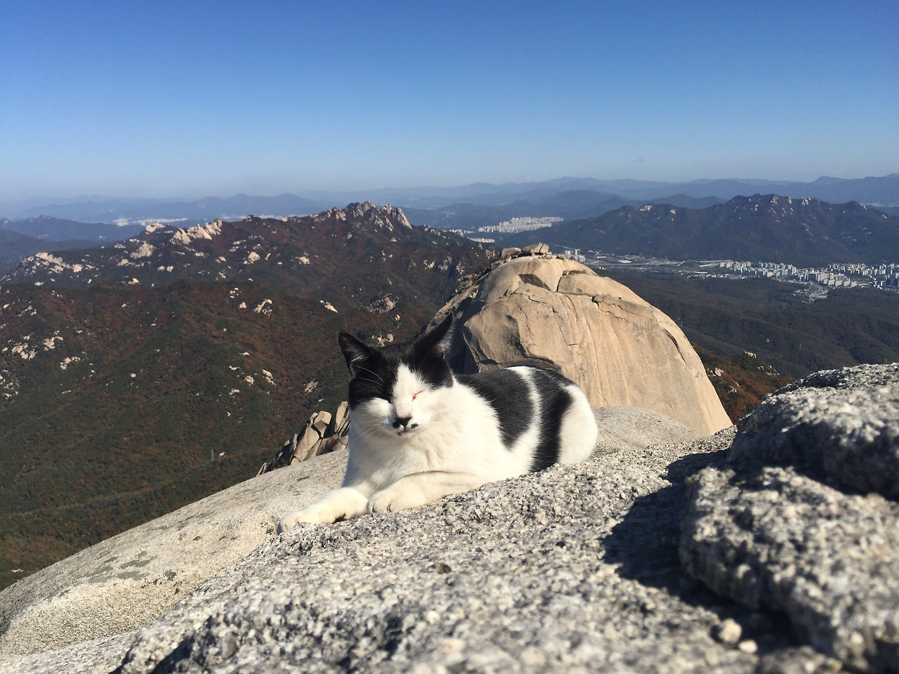 24_백운대_고양이.jpg