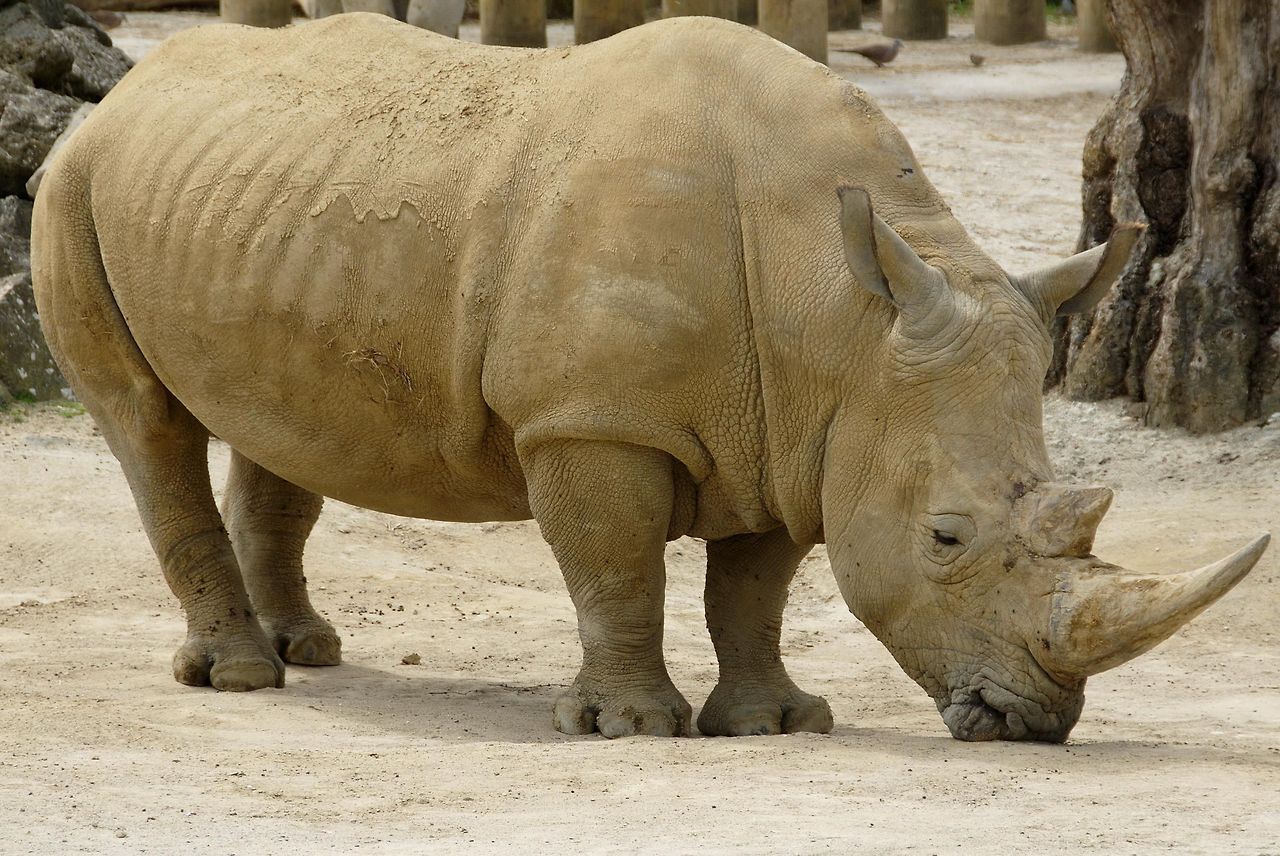 African_rhinoceros_animal.jpg