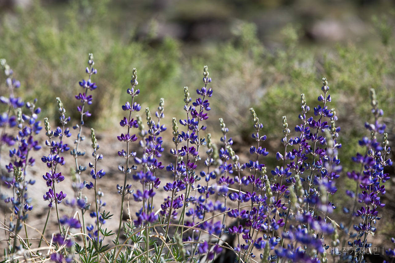 361_2 날씨 (2) 사막식물2-1.jpg