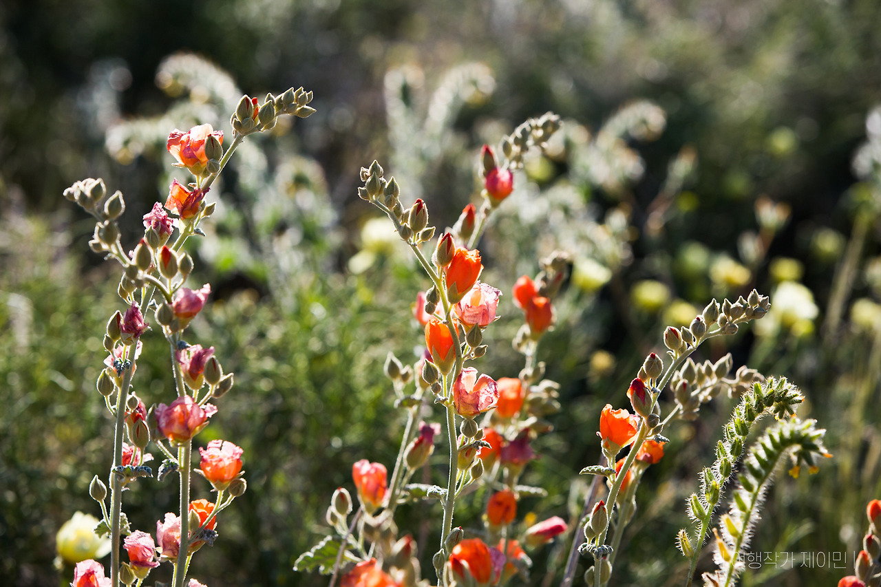 361_2 날씨 (2) 사막식물-1.jpg