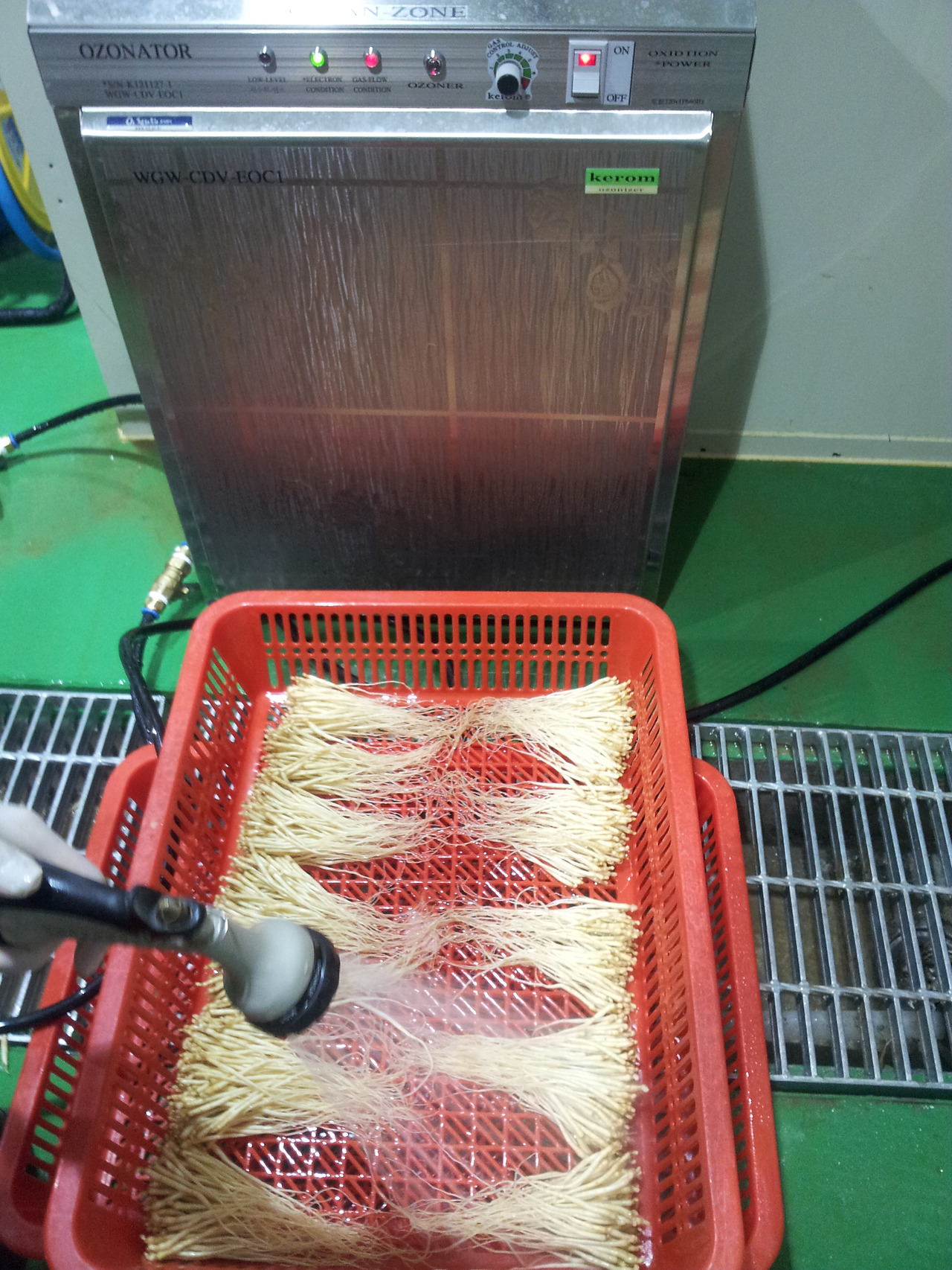 묘삼 소독중-3.jpg