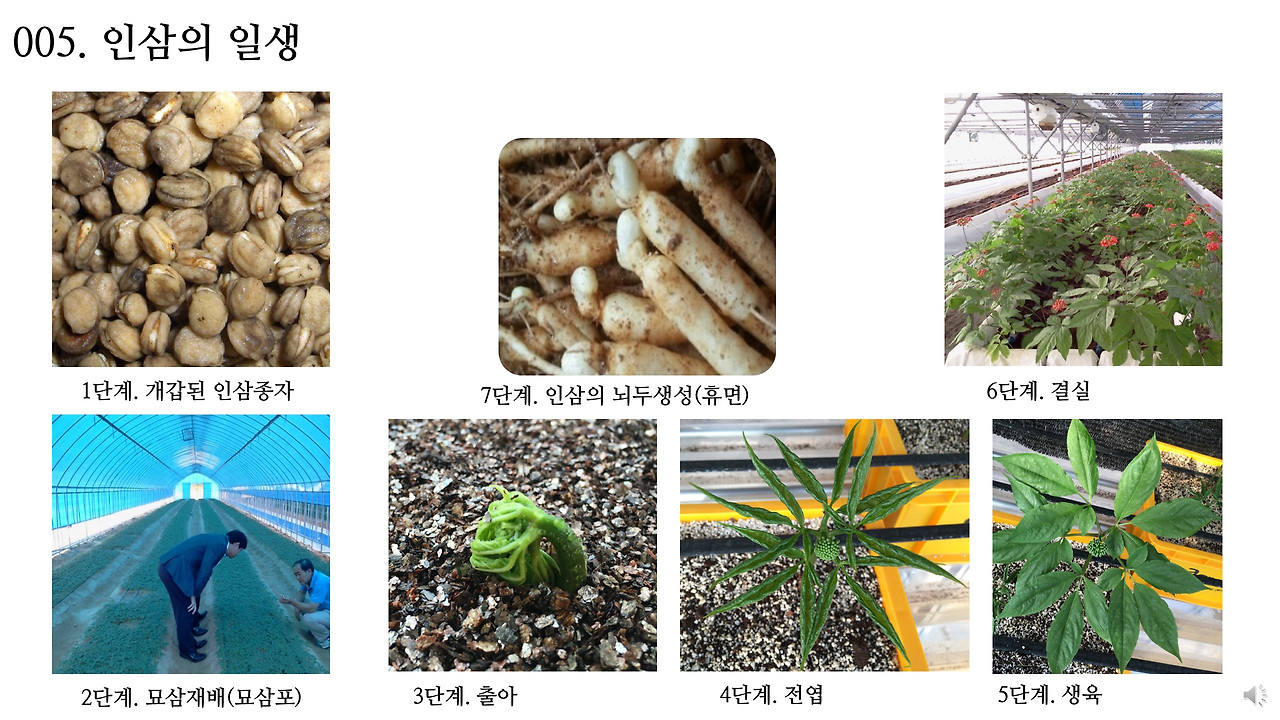 초록농부Salonde농담005_인삼의일생.jpg