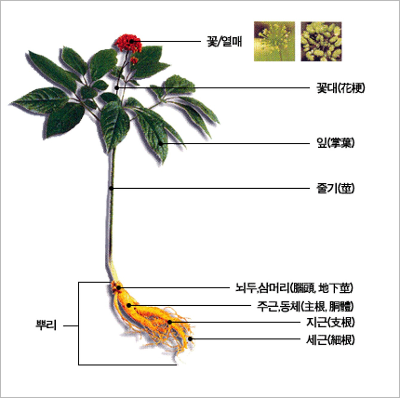 004인삼의부위별명칭.jpg