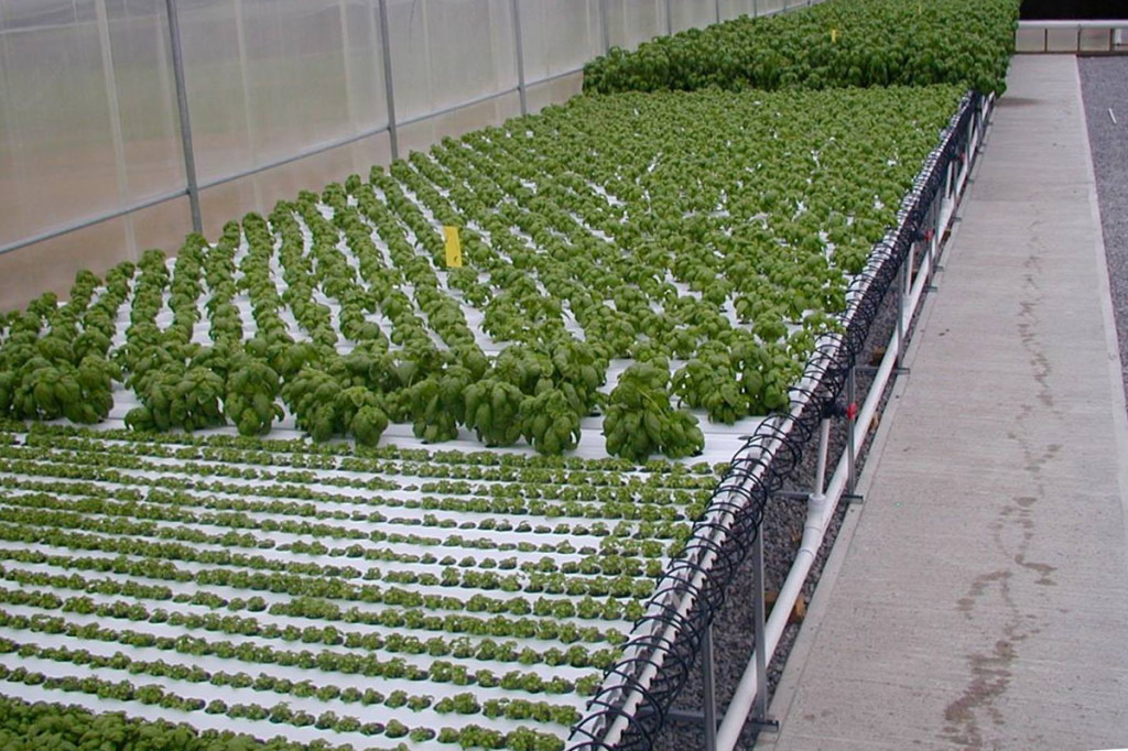 NFT-american-hydroponics-nft-basil-growing-systems.jpg