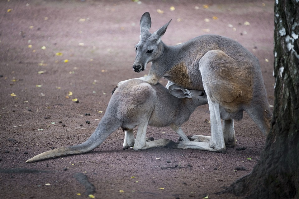 kangaroo-2661511_960_720.jpg