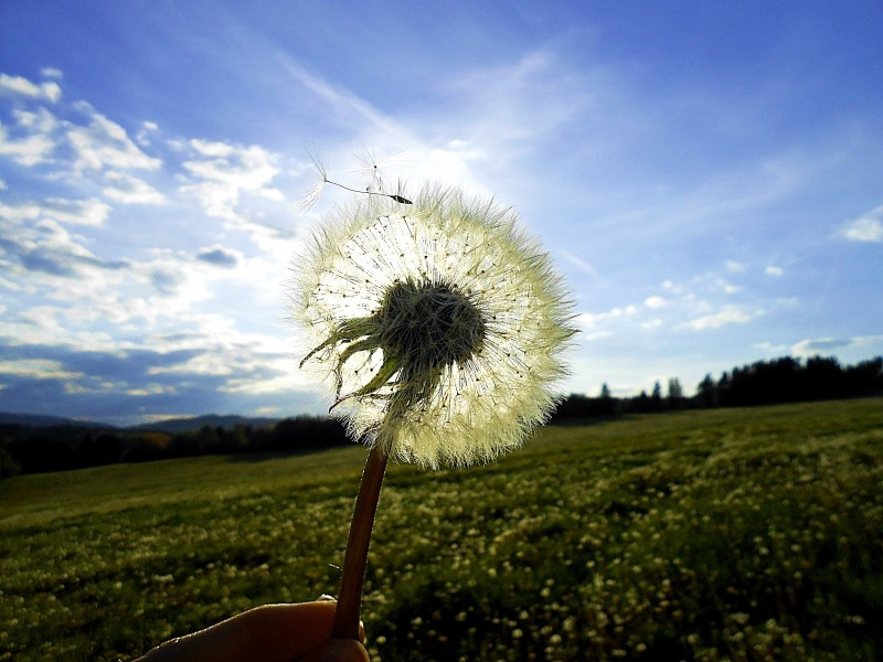 dandelion-sun-glow-meadow-light-free-heaven.jpg