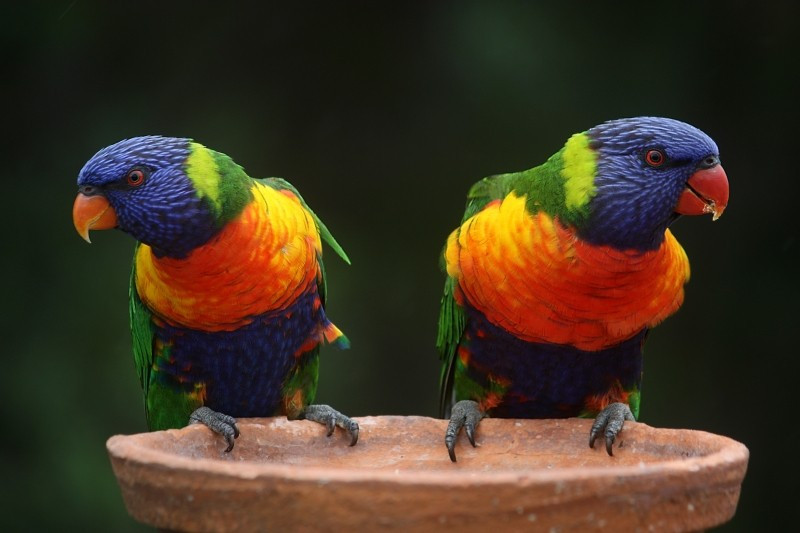 rainbow-lorikeet-parrots-australia-rainbow-colorful.jpg