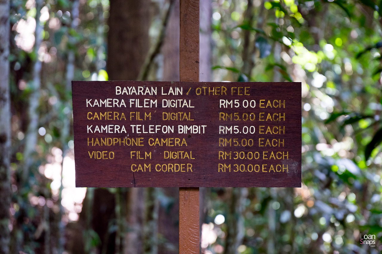 키나발루산 국립공원_8.jpg