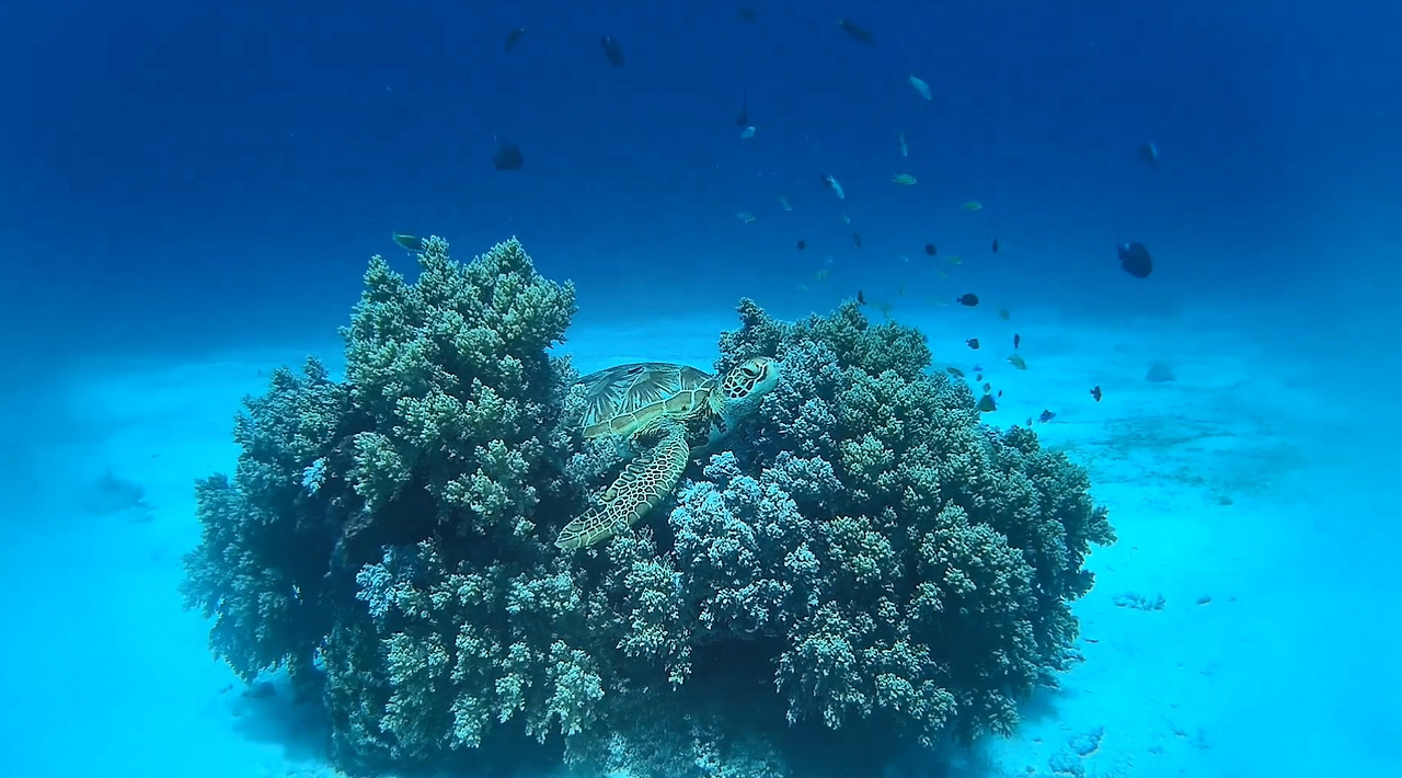 산호와 거북.jpg