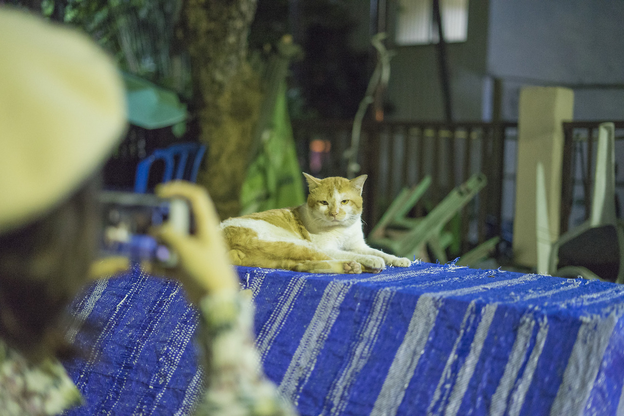 03_방콕의 애니멀_04.jpg