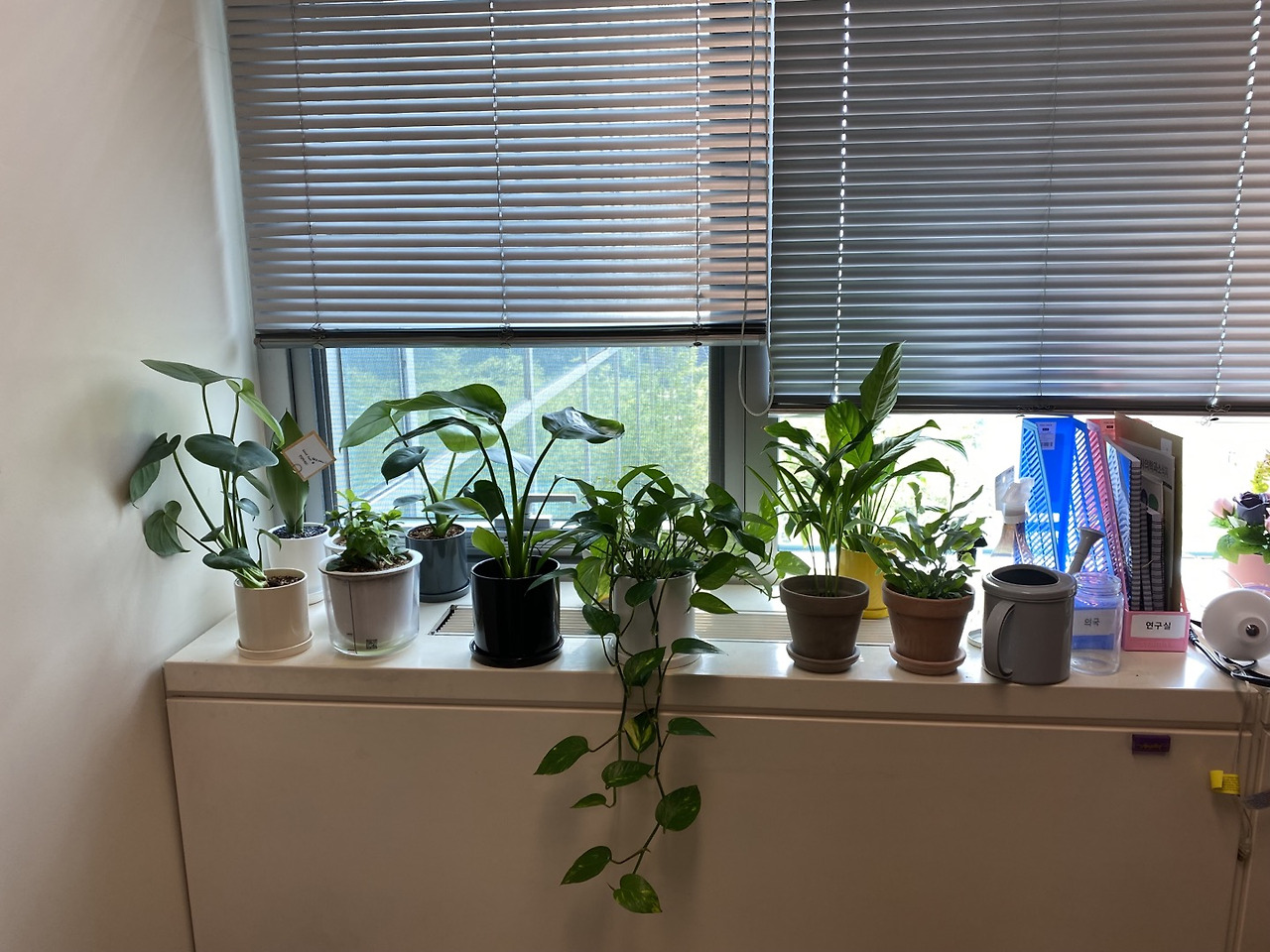 식물들.jpg