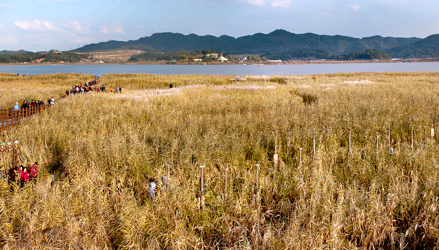 5신성리갈대밭.jpg