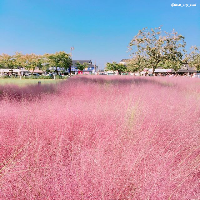 02 경주 핑크뮬리.jpg