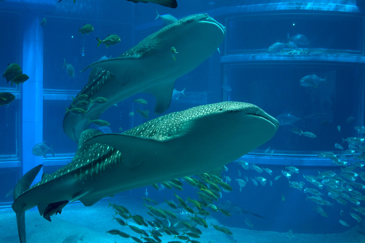 whaleshark2.jpg