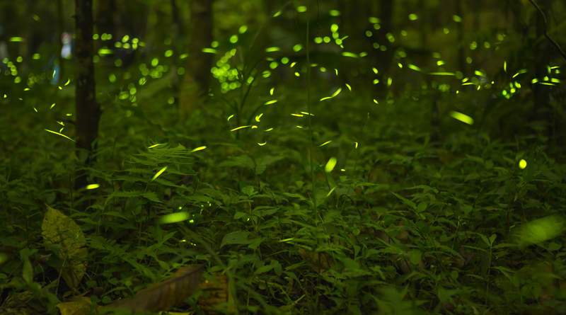 동남아 휴양지_코타키나발루_3.jpg