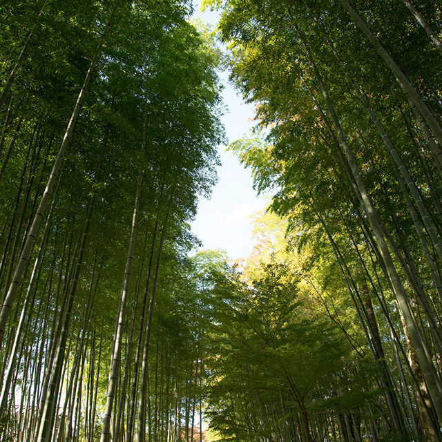 16 시즈오카 슈젠지 온천마을.jpg