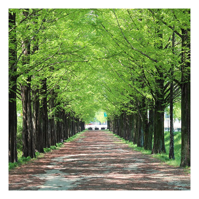 08 담양.jpg