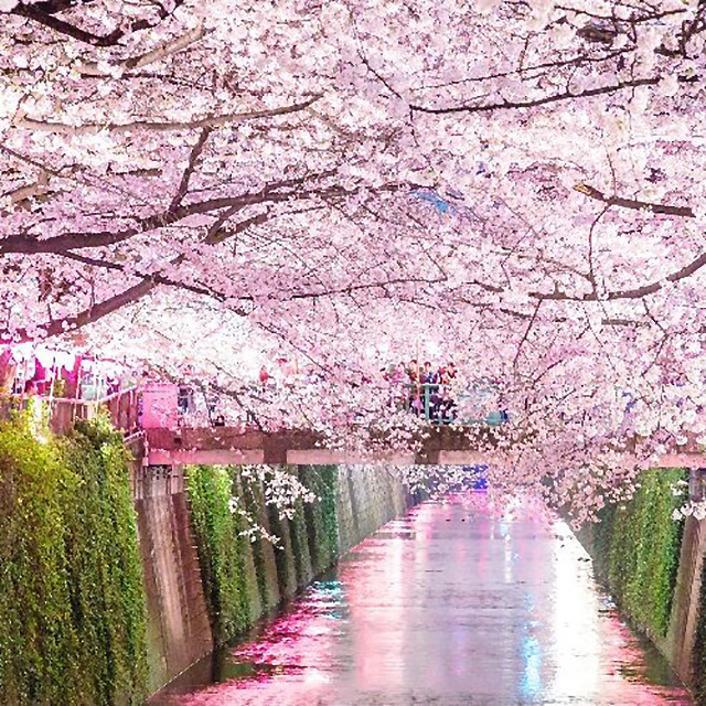 02 메구로강.jpg