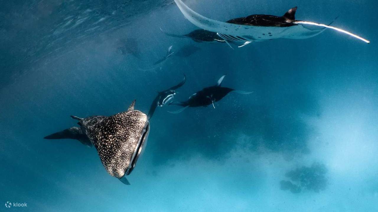 2_12월 여행_몰디브 (3).jpg