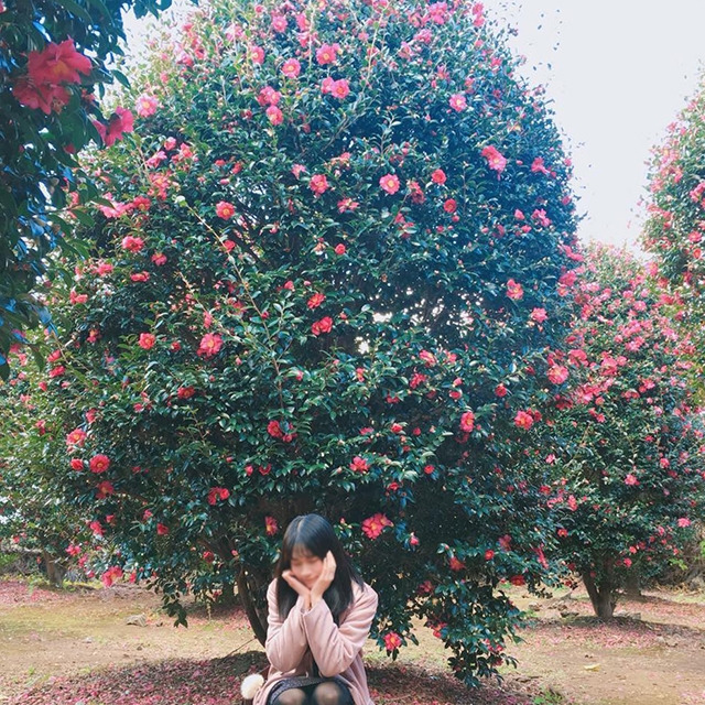 01 위미동백군락지.jpg