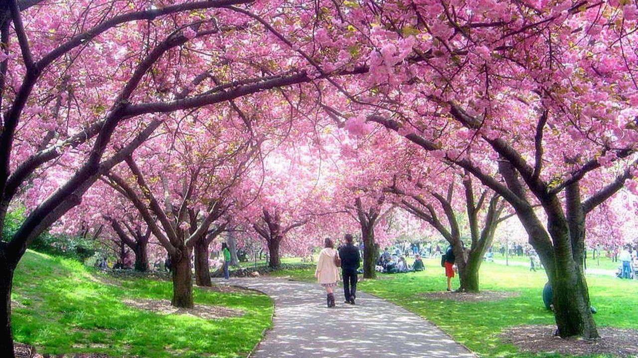 10 ... Sakura-Park.jpg