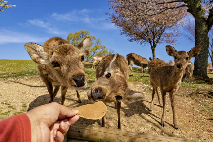 오사카 유에이치 스위트 난바 스테이션 (13).jpg