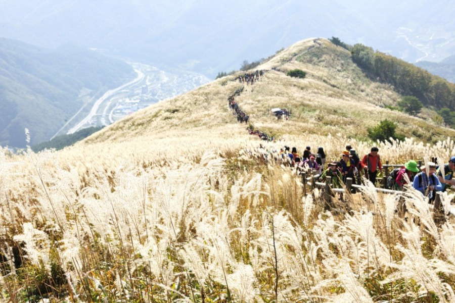 민둥산억새파크로쉬 리조트앤웰니스 (1).jpg