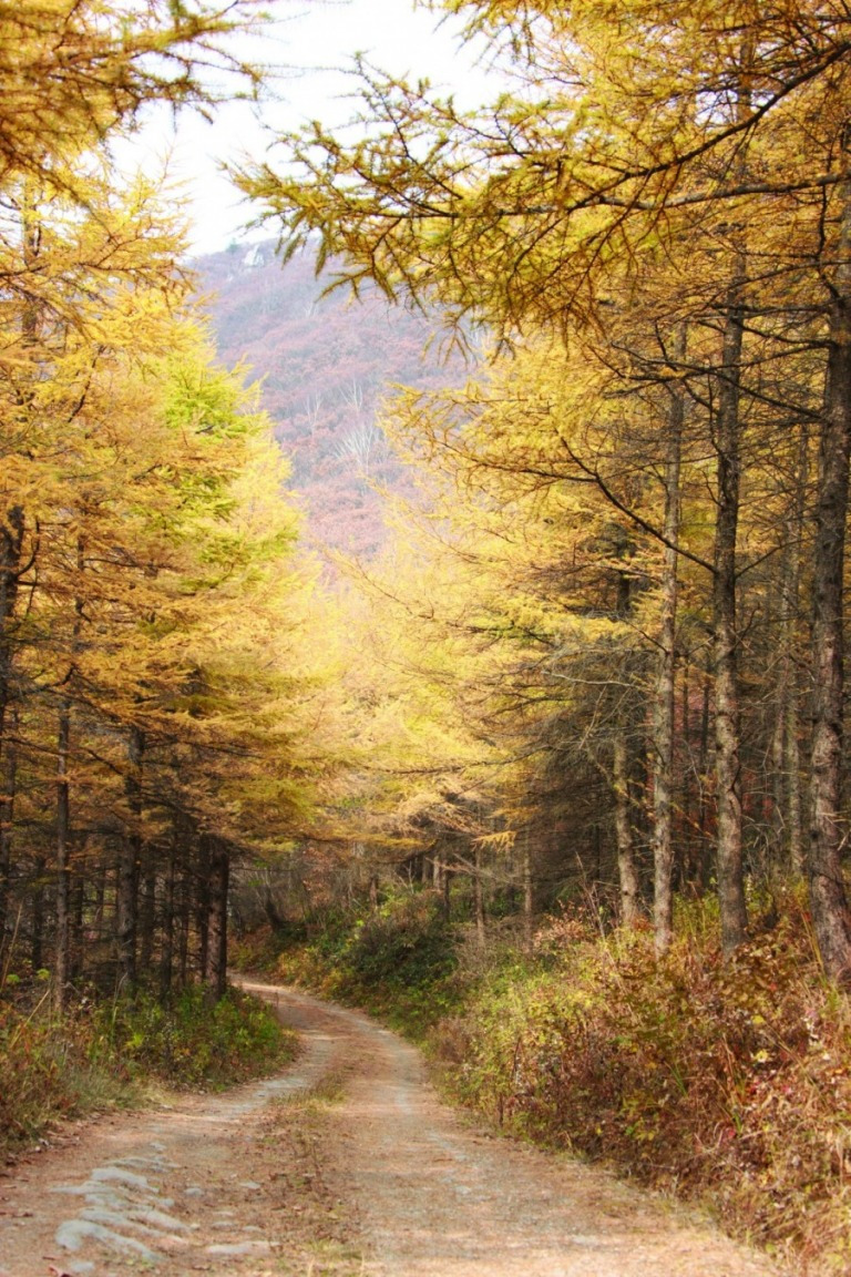하이원하늘길하이원 그랜드 마운트 호텔 (1).jpg