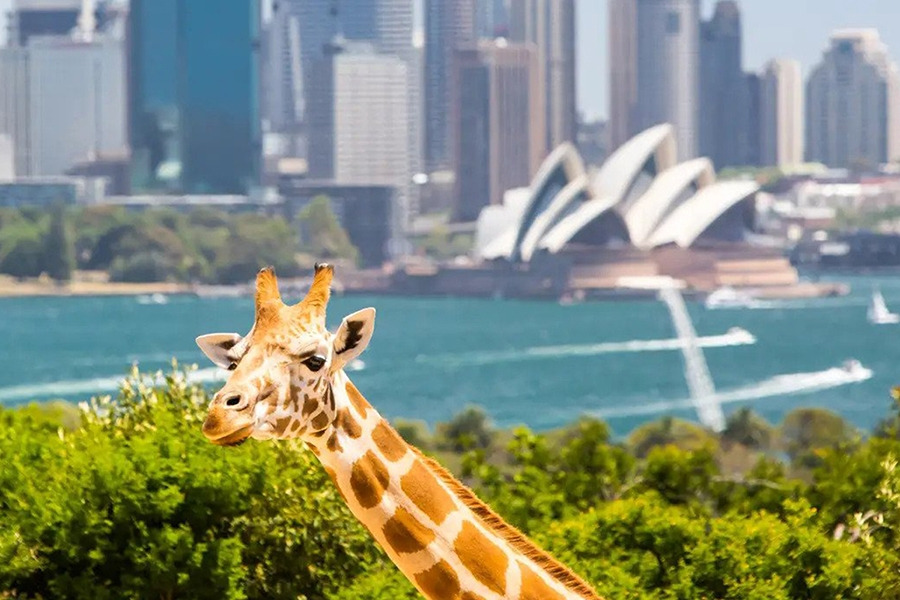 0_시드니가볼만한곳 메인 (3).jpg