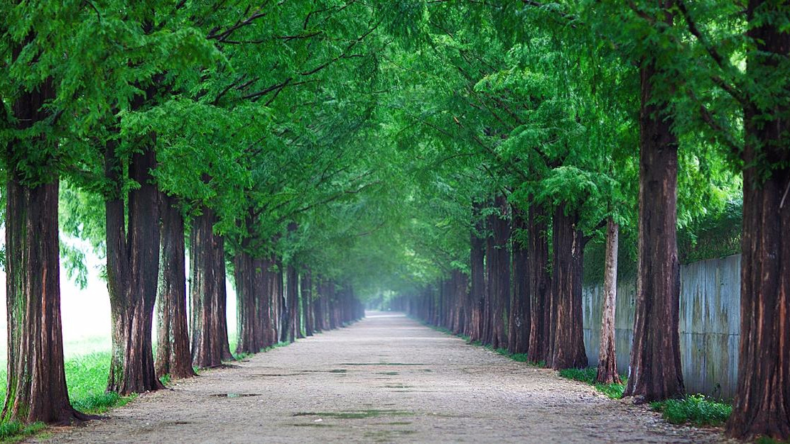 Metasequoia-lined Road - Damyang (2)-crop.jpg