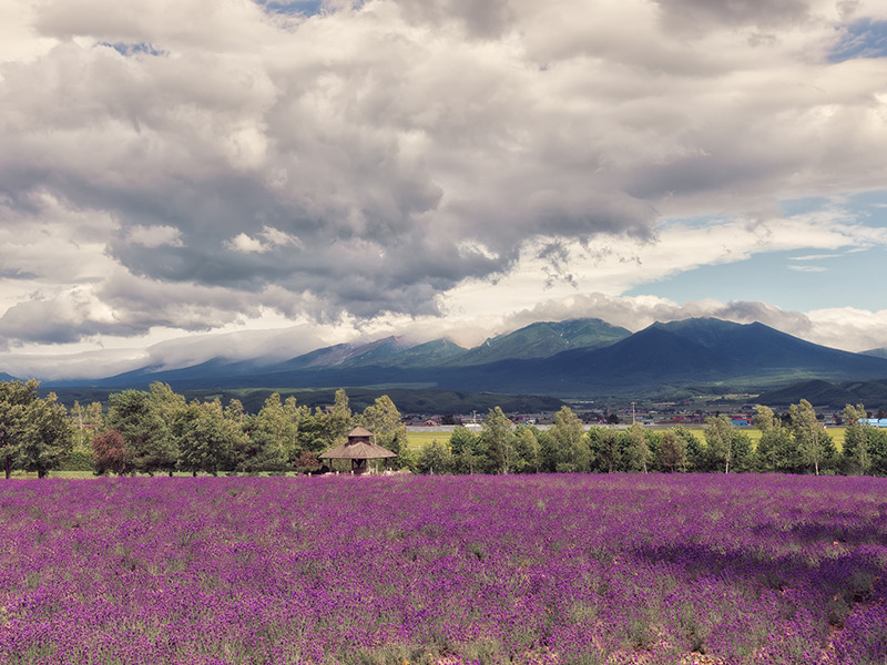 06 팜토미타.jpg