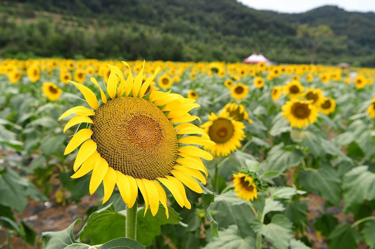 sunflower-ganghwado (1).jpg