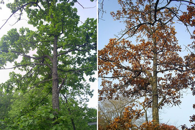 800px-Quercus_mongolica_in_June_and_October.jpg