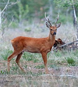 250px-Siberian_roe_deer.jpg
