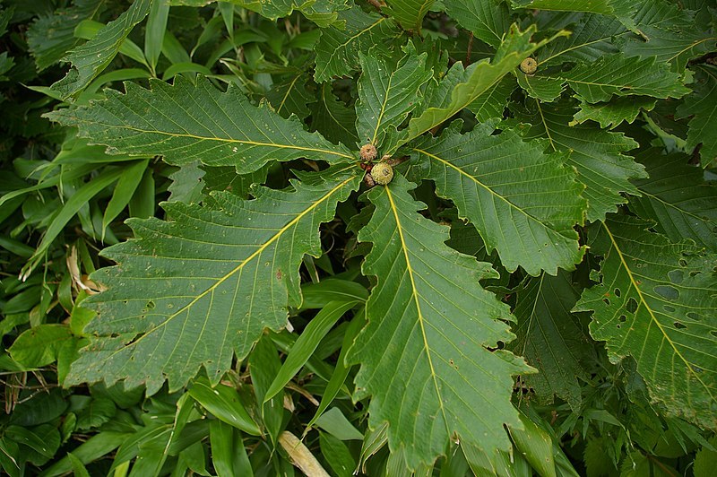 800px-Quercus_mongolica_leaves_and_immature_acorn%2C_Hokkaido.jpg
