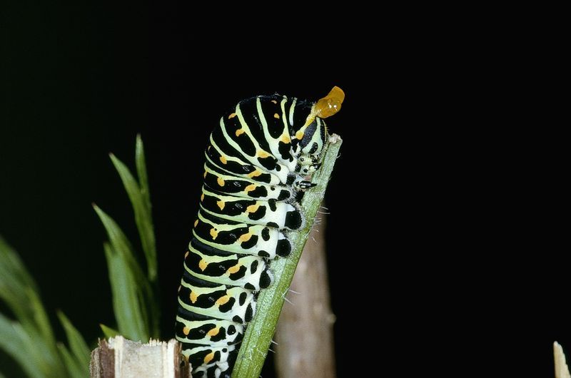 800px-01_chenille_machaon.jpg