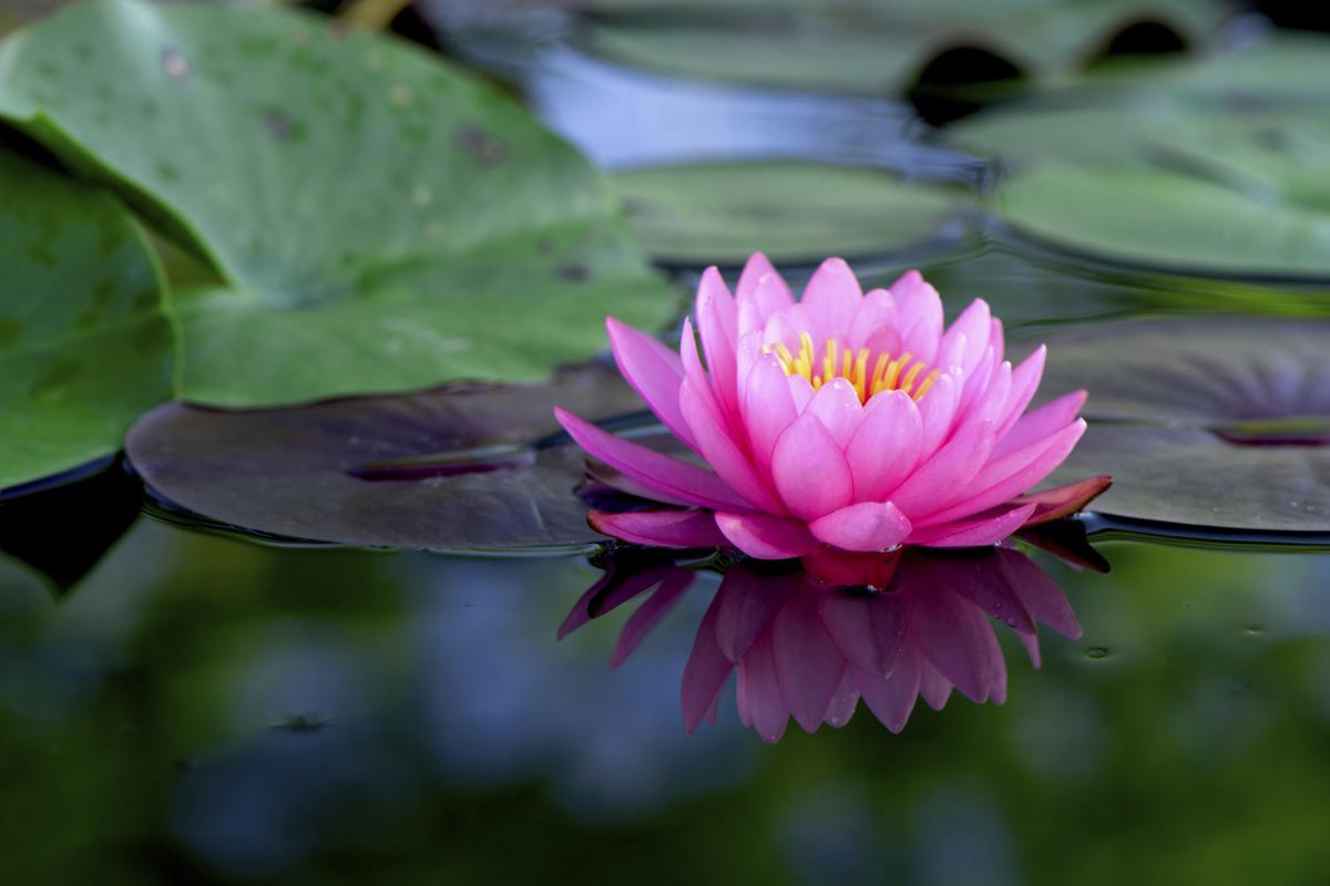 1200-187014300-pink-lotus-flower.jpg