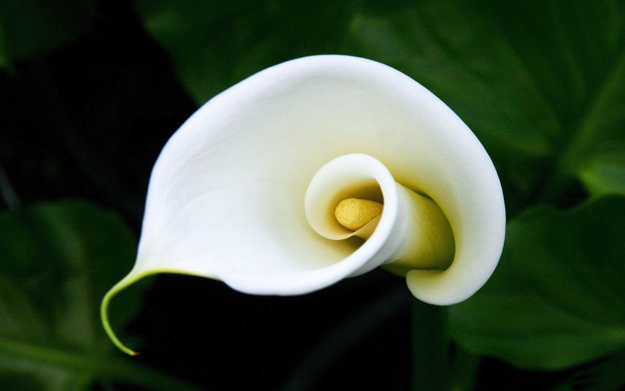 calla-lily-flower-facts.jpg