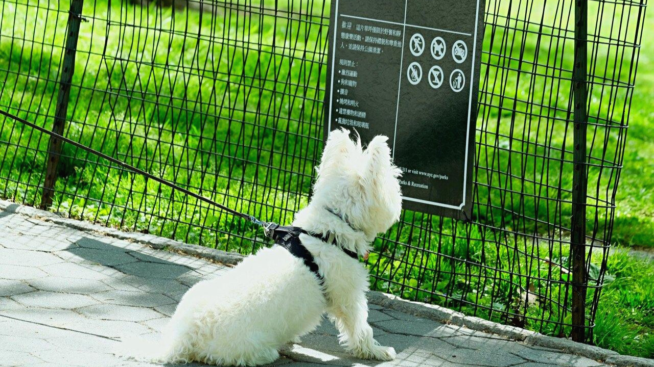 dogs_not allowed.jpg