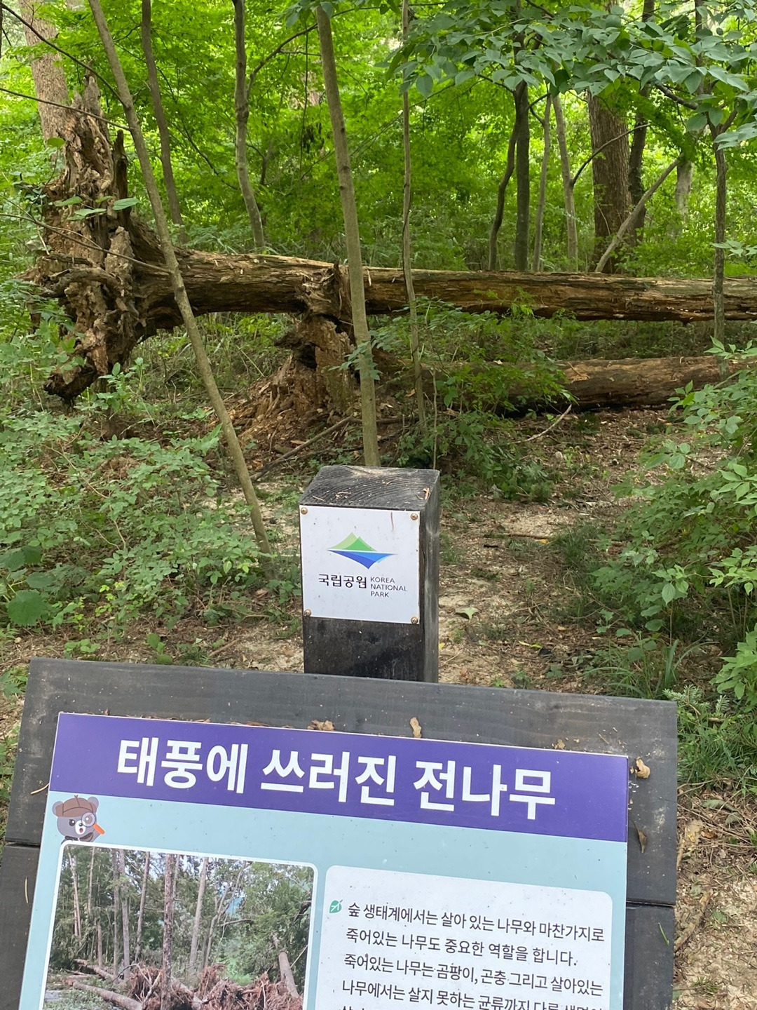 전나무.jpg