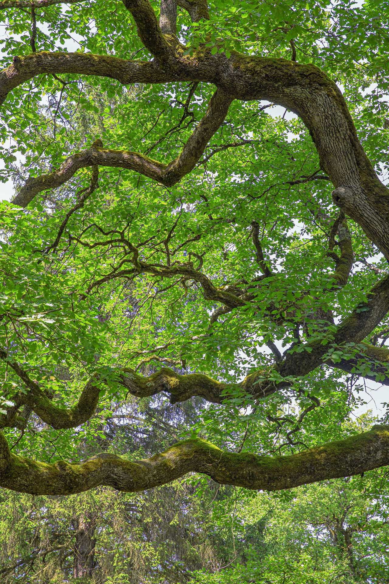 Oris Nature Waldenburg Valley_02.jpg